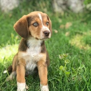 Meet your Posher, Darcy